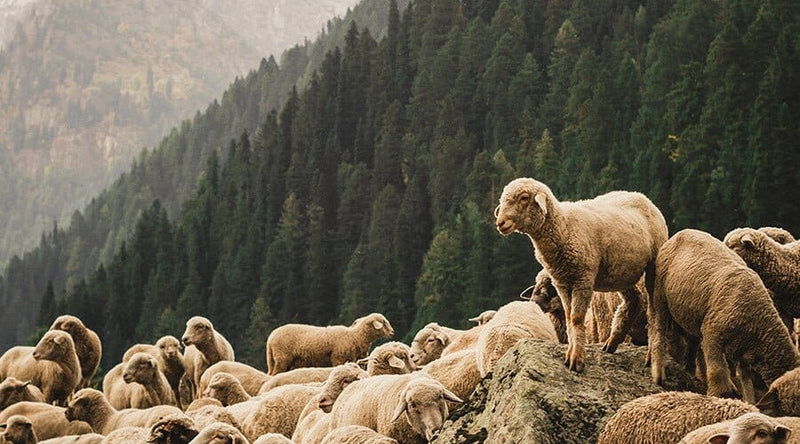 Committed to Ethics and Stewardship