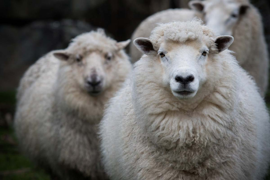 Looking after your Merino Wool Garments 