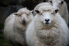 Merino Wool vs Wool: What’s the Difference?