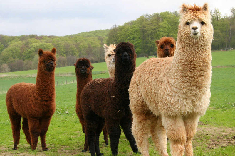 What Makes Alpaca Wool Different - Sockwell