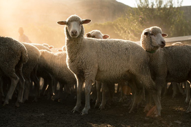 What Makes Merino Wool Socks Sustainable? These 5 Qualities - Sockwell
