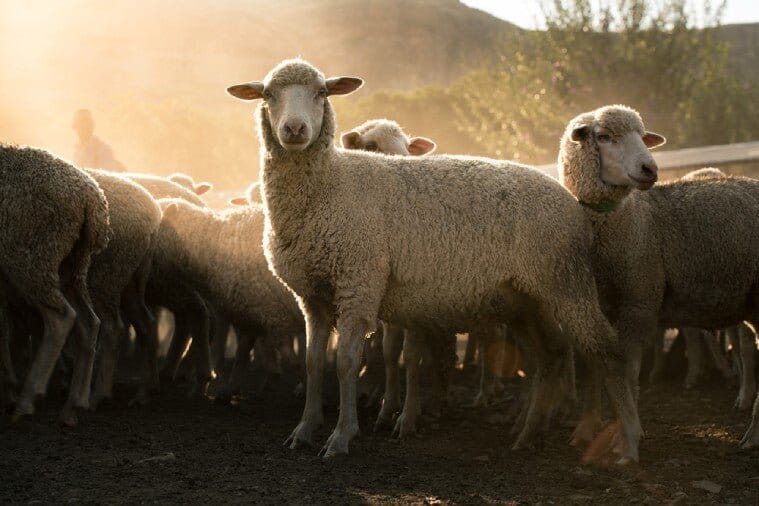 What Makes Merino Wool Socks Sustainable? These 5 Qualities