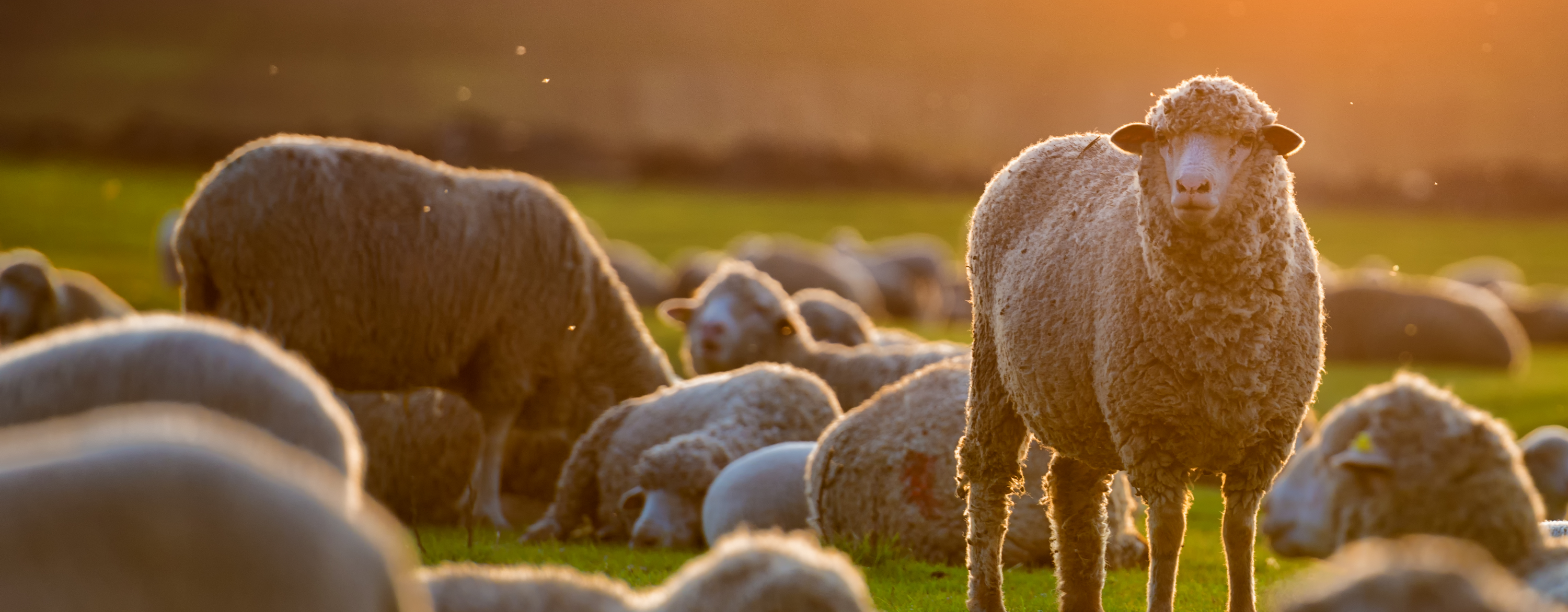 A herd of sheep on grass